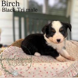 Birch - Black tri male Miniature Australian Shepherd puppy in Louisville, Mississippi from Magnolia Spring Aussies