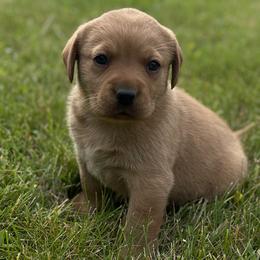 Jack Russell Terrier and Labrador Retriever Puppies from Canine Assist