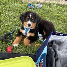 Bernese Mountain Dog Puppies from Jena's Blissful Bernese Mountain Dogs