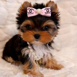 Left Teacup Sunshine - Black and gold female Yorkshire Terrier puppy in Andrews, South Carolina from Sparkle of Glamour Yorkies