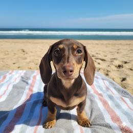 Chocolate and cream girl - Chocolate and cream female Dachshund puppy in Wahiawa, Hawaii from Versatile Ohana