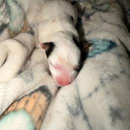 Gunner - Parti male Yorkshire Terrier puppy in Clarksburg, Indiana from Hidden Gems Parti Yorkies