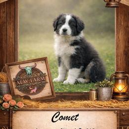 Comet - Black tri-color male Australian Shepherd puppy in Citra, Florida from AEW Farm