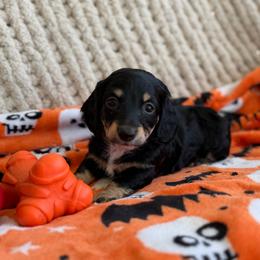 Black And Cream Male - Black and cream male Dachshund puppy in Blackstone, Virginia from Cheyenne's Dachshunds