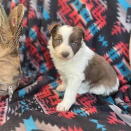 Border Collie Puppies from Twisted Biscuit Border Collies