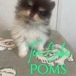 Pomeranian Puppies from Tea-Cake Pomeranians of The Carolinas