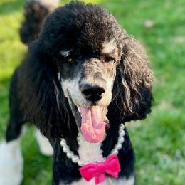 Heidi - Poodle