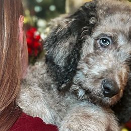 Ember (Red Collar) - Goldendoodle puppy from M & L Doodles, LLC