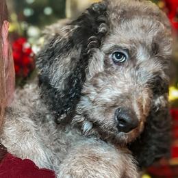 Ember (Red Collar) - Goldendoodle puppy from M & L Doodles, LLC