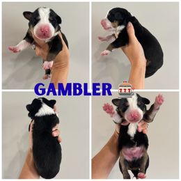Gambler - Tri-color male Bernedoodle puppy in Horseshoe Bend, Idaho from Over the Moon Poodles and Doodles