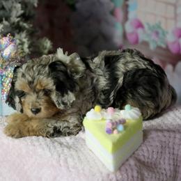 Bernedoodle and Cavapoo Puppies from Lawler’s Legacy Litters