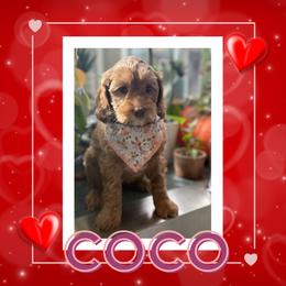 Lacey - Caramel red female Australian Labradoodle puppy in Citrus Heights, California from Elite Blend Labradoodles