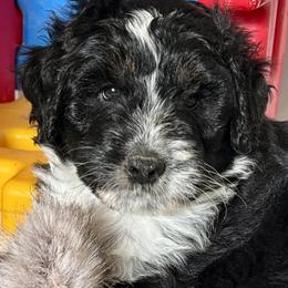 Ash - Black phantom male Aussiedoodle puppy in Hempstead, Texas from Young Gun Aussies