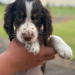 Girl 4 - Liver white and tan female English Springer Spaniel puppy in Fort Meade, Florida from Lake in the Hills Springers