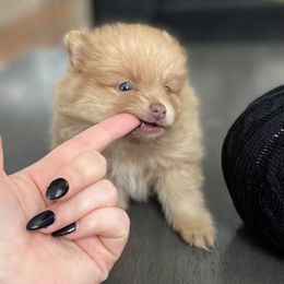 Pomeranian Puppies from Partain Poms