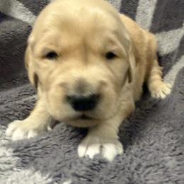Brown Boy - Golden male Golden Retriever puppy in Rockwell, North Carolina from KnL Golden Acres