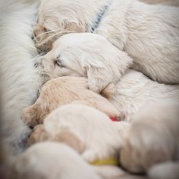 Cavalier King Charles Spaniel and Golden Retriever Puppies from Tsarevich Goldens and Cavaliers
