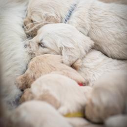 Cavalier King Charles Spaniel and Golden Retriever Puppies from Tsarevich Goldens and Cavaliers