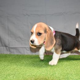 Pink collar Female - Black tan and white female Beagle puppy in Fontana, California from JLB Beagles & MBT