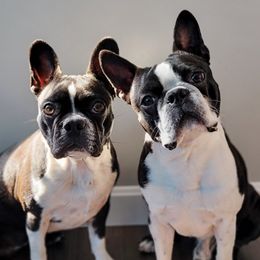 Boston Terriers and Redbone Coonhounds from Punk Kennels