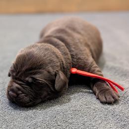 Red collar - Chocolate male Labrador Retriever puppy in Lithonia, Georgia from Marmolejos Labs