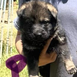 Purple - Sable female German Shepherd puppy in Andalusia, Alabama from Keisha's German Shepherds