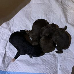 Girl 2 - Brown Poodle puppy in Georgia from Poodle Dreams