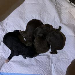 Girl 2 - Brown Poodle puppy in Georgia from Poodle Dreams