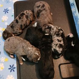 Bernedoodle puppies from Wizardwood Doodles