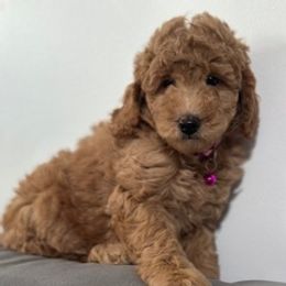 Girl 1 - Red  female Goldendoodle puppy in Pawtucket, Rhode Island from Ds_minidoodles
