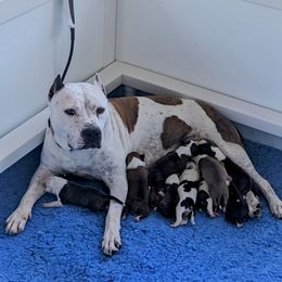 American Staffordshire Terrier Puppies from Buckeye Amstaffs