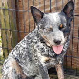 Bullett - Australian Cattle Dog