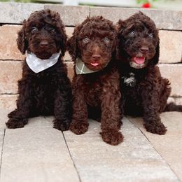 Cavapoo and Goldendoodle Puppies from Space Coast Doodle Co.