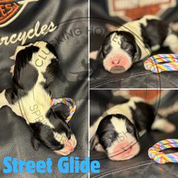 Street Glide - Black white and tan male English Springer Spaniel puppy in Fond Du Lac, Wisconsin from Clucking Homestead Springers & Dachshunds