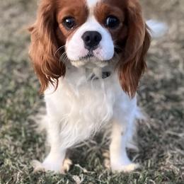 Charlie - Cavalier King Charles Spaniel