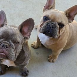 French Bulldogs from Zamora's French Bulldogs