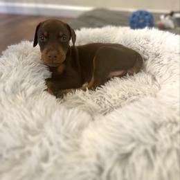 Light Pink Collar female - Red and rust female Doberman Pinscher puppy in Madison, Indiana from Jensen Dobermans and Dachshunds