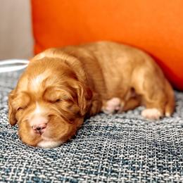 Williams - Caramel male Australian Labradoodle puppy in Decatur, Alabama from Southern Meadows Doodles
