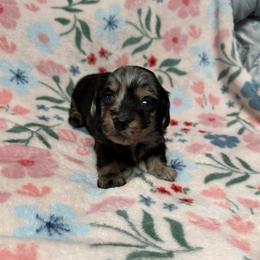 Kramer - Dapple male Dachshund puppy in Sherwood, Michigan from Patrick's Puppies
