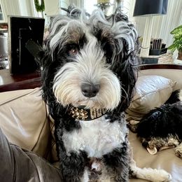 Guccy - Bernedoodle