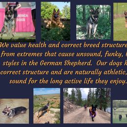 German Shepherd Puppies from Austerlitz German Shepherds