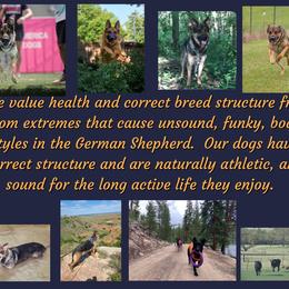 German Shepherd Puppies from Austerlitz German Shepherds