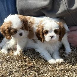 Cavalier King Charles Spaniel Puppies from Farmhouse Cavaliers NC