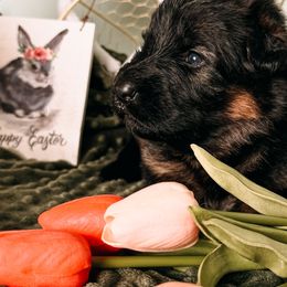 German Shepherds from German Haus German Shepherds LLC