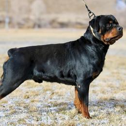 Rottweilers from Truhero Dog Kennel