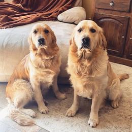 Golden Retrievers from Pacific Coast European Goldens