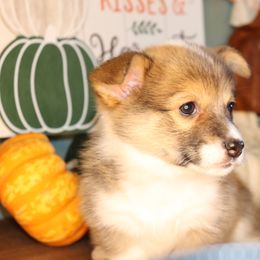 Amazing markings on this girl - Red female Pembroke Welsh Corgi puppy in Missouri from Cooler Farms Corgis