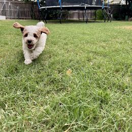 Goldendoodle Puppies from Cotton Pickin' Doodles