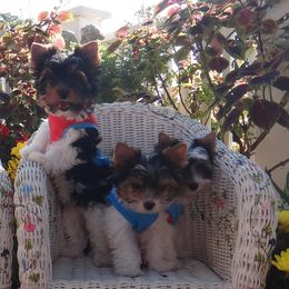 Biewer Terrier Puppies from Butterfly Biewers