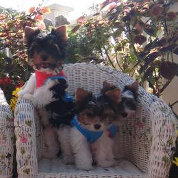 Biewer Terrier Puppies from Butterfly Biewers